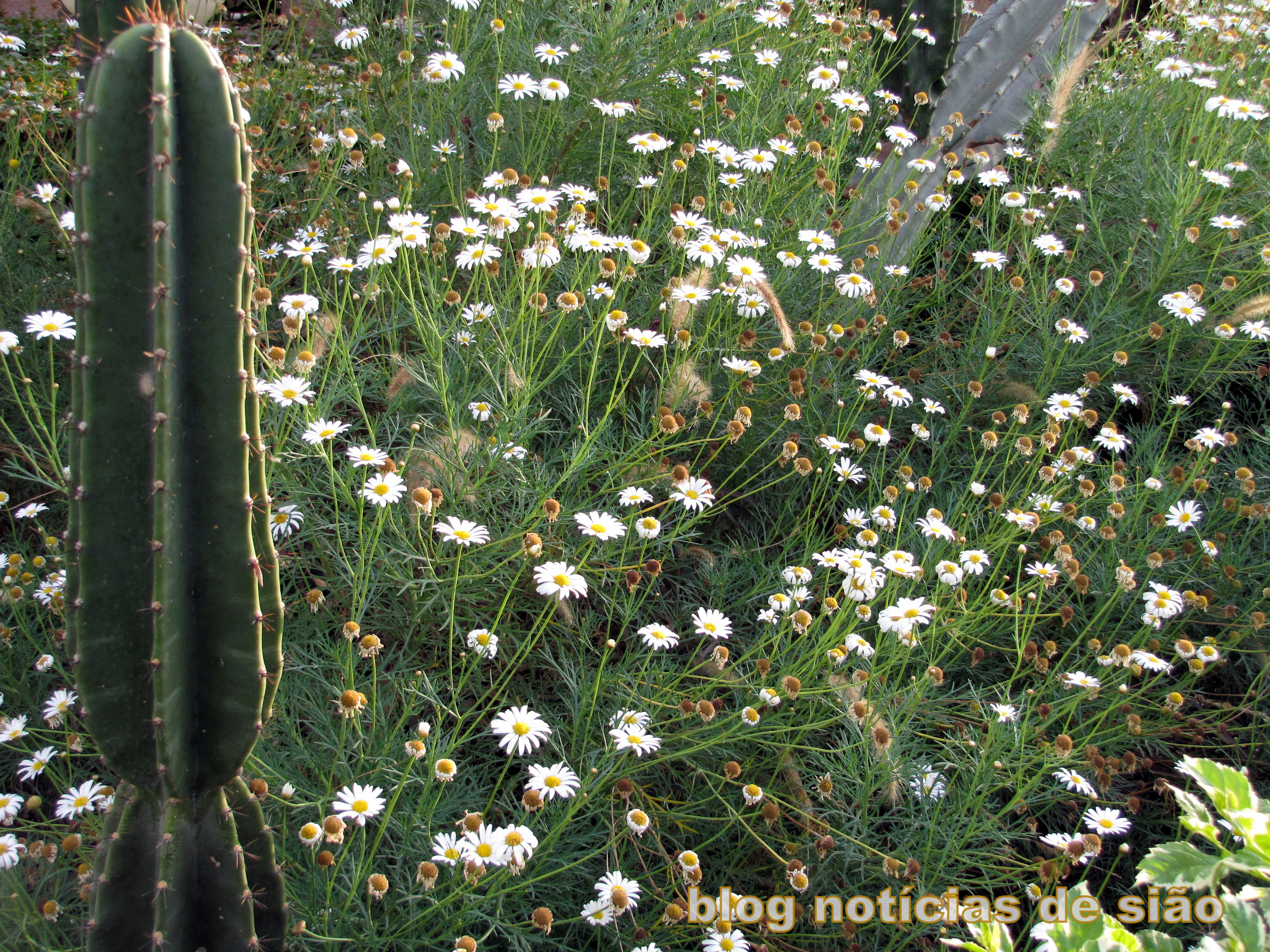 Cactus e Margaridas em Hod HaSharon